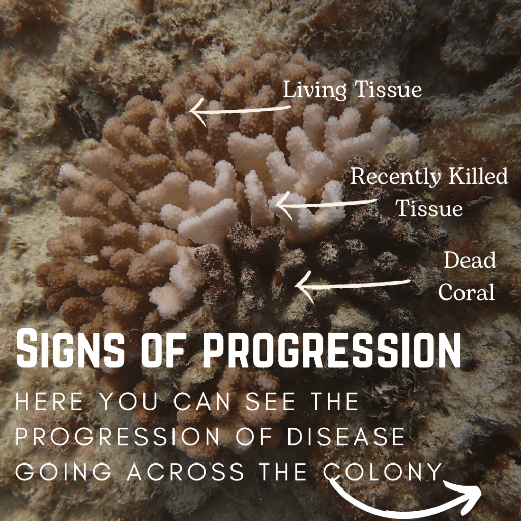 Coral Disease Monitoring Initiative - Ocean Alliance Project