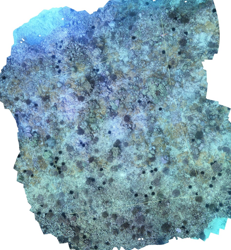 Dive Sites on Oahu - Nautilus Reef - Ocean Alliance Project