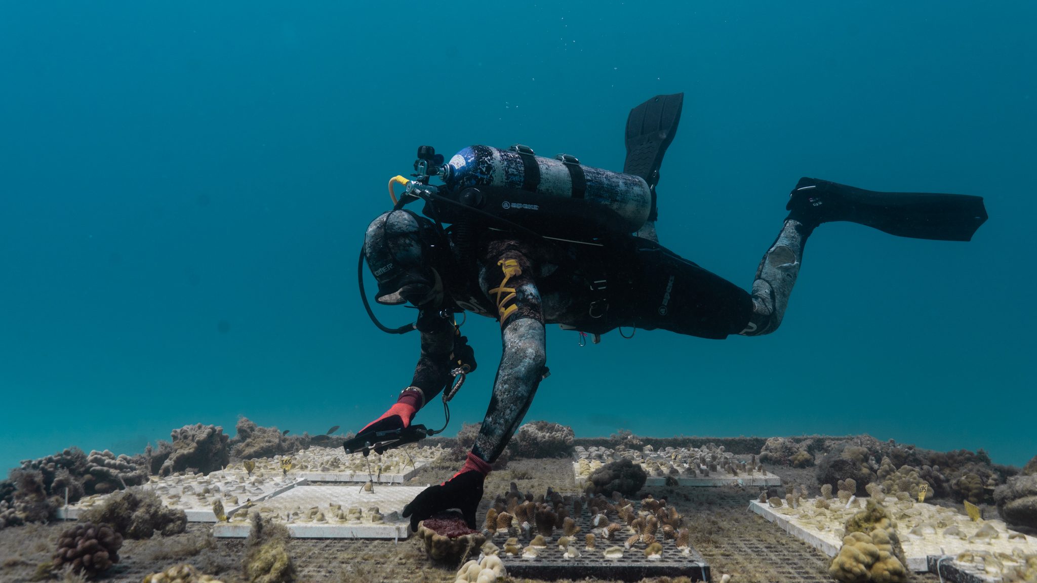 Monitoring our main restoration site
