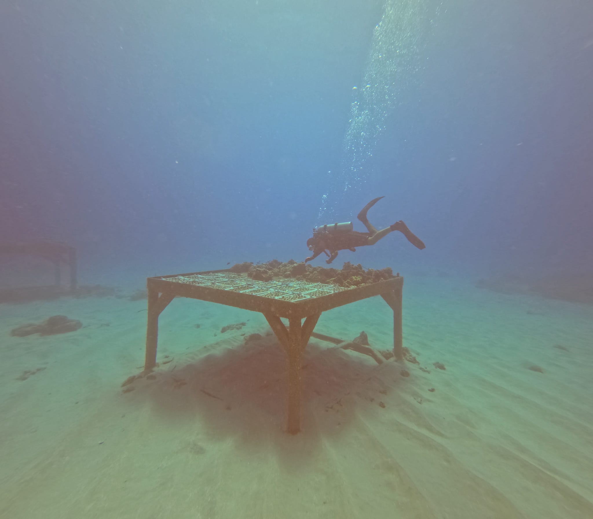 Intern Research Projects - 2025 - Ocean Alliance Project