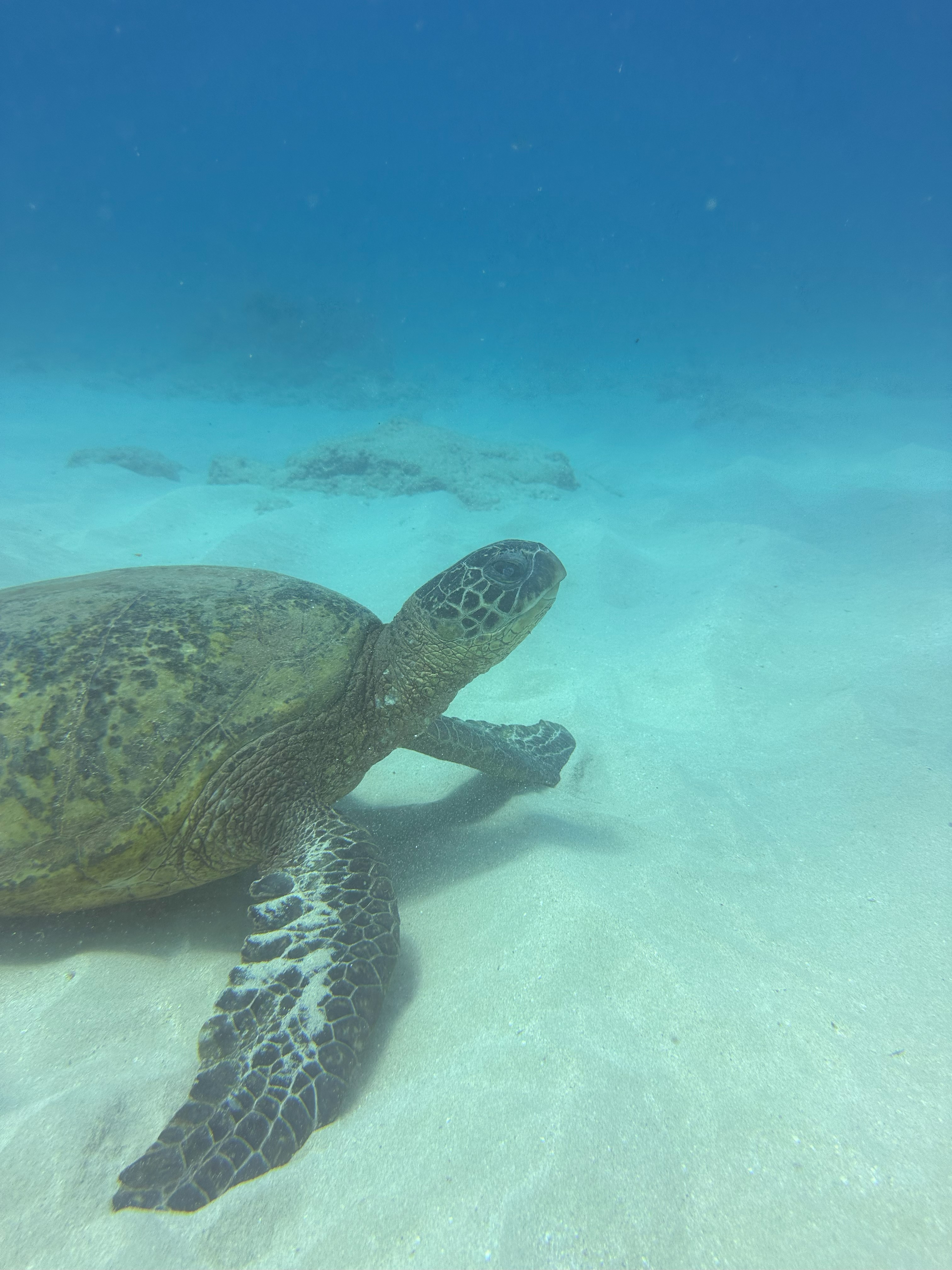 Sea Turtle Conservationist: Kelly Kim’s Experience